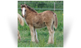 ~Northern Lights Athena~ -'18 Smoky Black Filly out of Satin - Ohio
